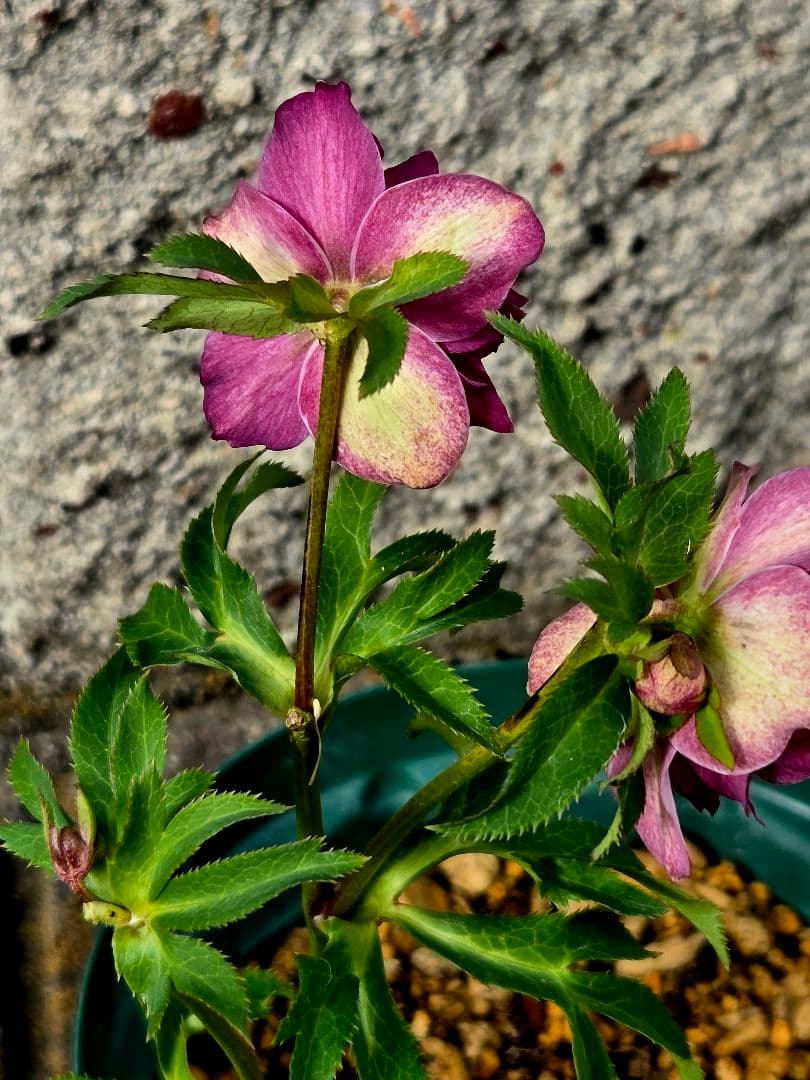 フレグランスクリスマスローズ