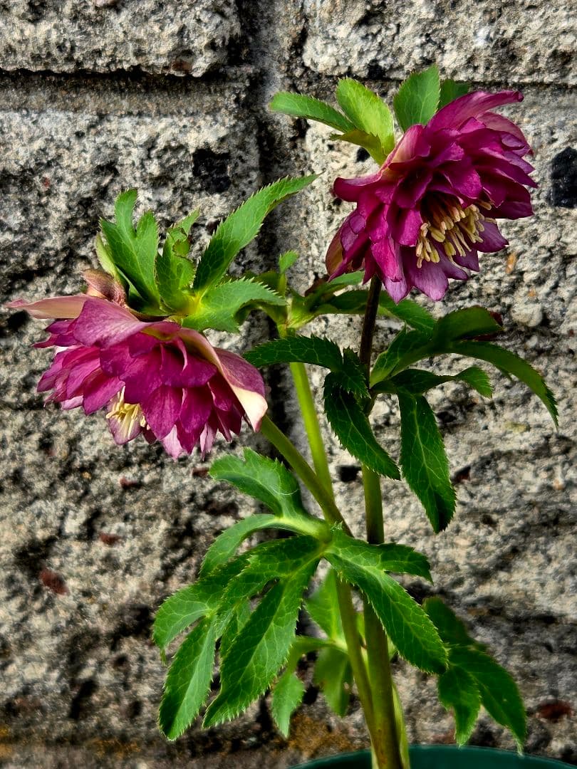 フレグランスクリスマスローズ