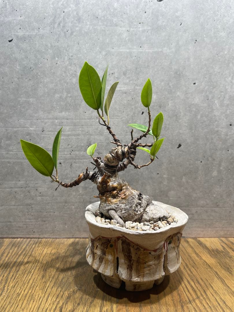 R*L様 ガジュマルミニ盆栽
