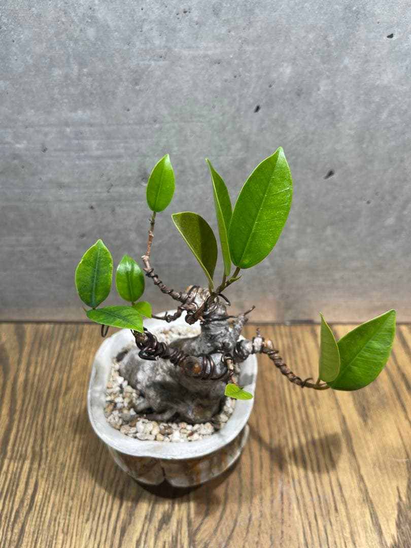 R*L様 ガジュマルミニ盆栽