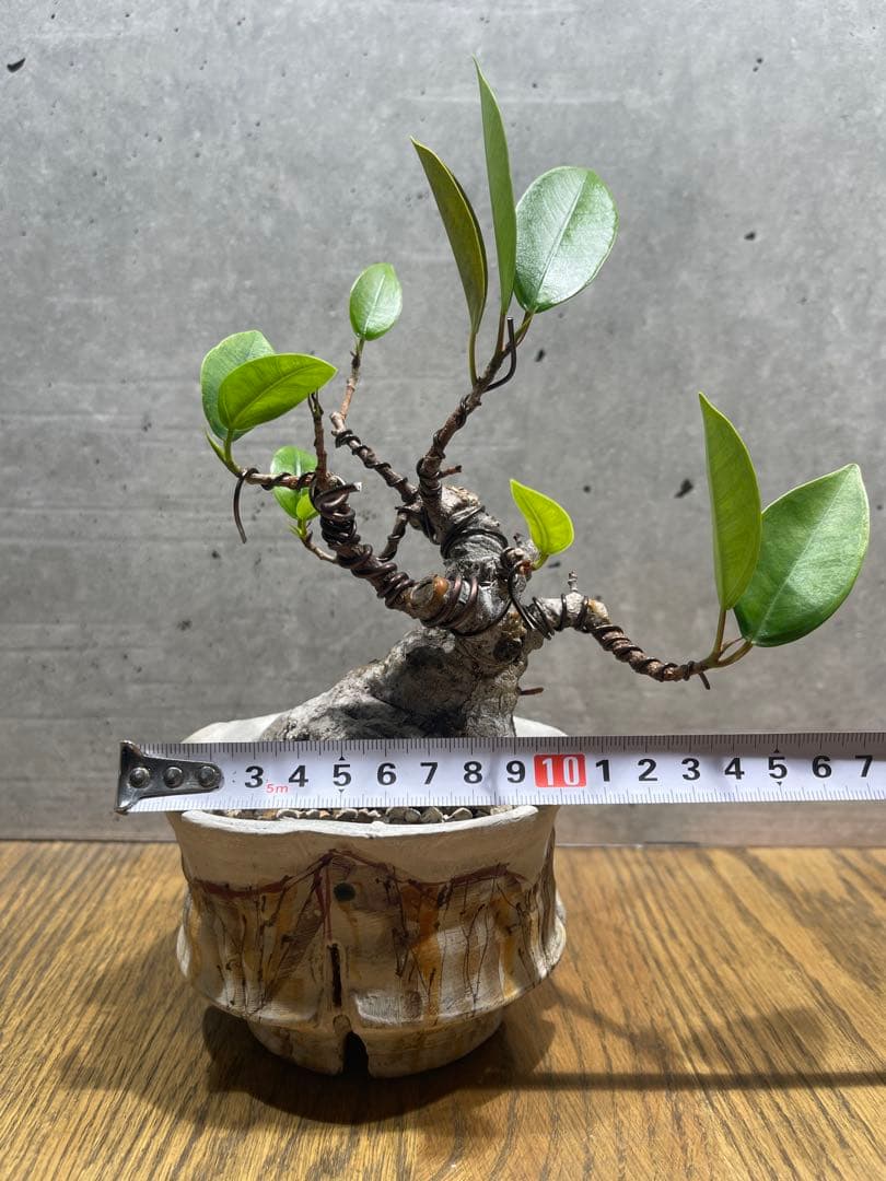 R*L様 ガジュマルミニ盆栽