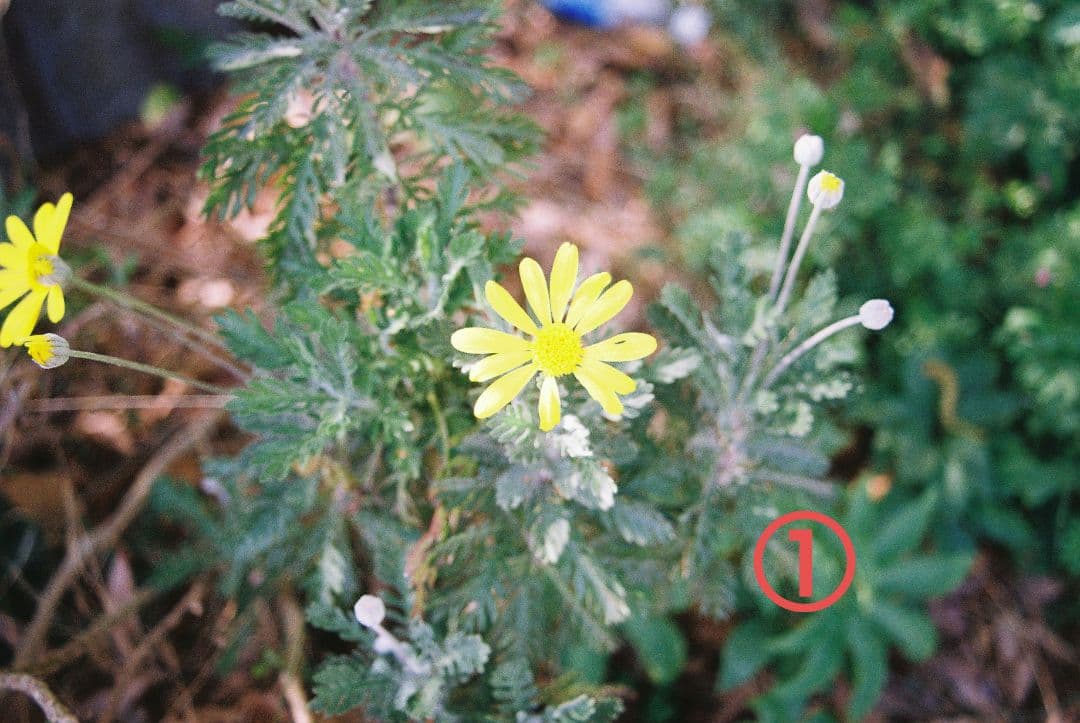 Canon EOS Kiss 一眼レフ フイルムカメラ （作動確認済）