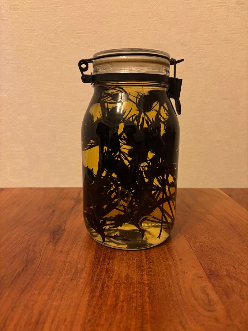 NEPETHICA ネペンテス SEALED BOTTLE PLANTS