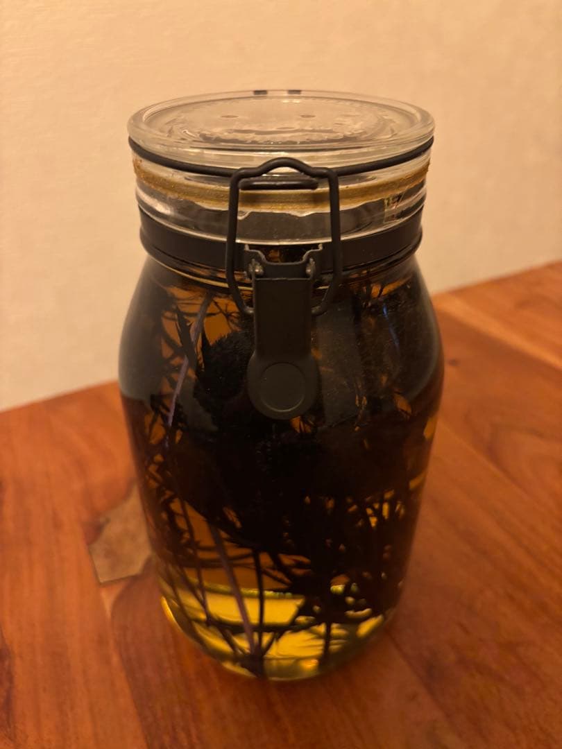 NEPETHICA ネペンテス SEALED BOTTLE PLANTS