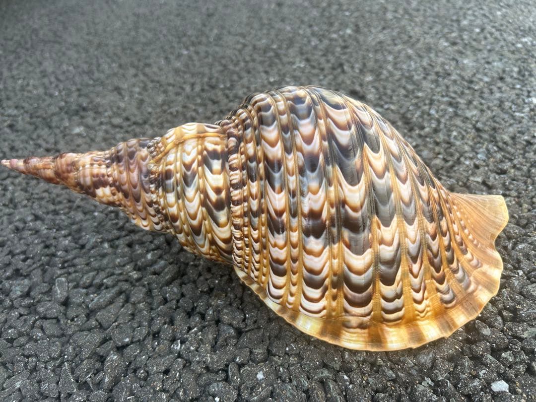美品　法螺貝　直線31.5cm コレクション