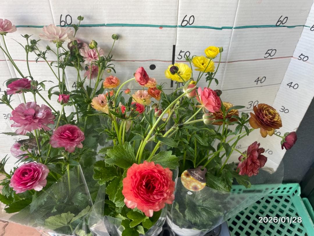 早い者勝ち　ラナンキュラス　ラックス　全6種類　　5号　　大苗