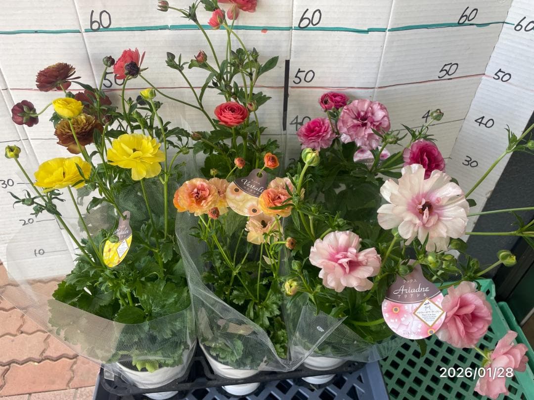 早い者勝ち　ラナンキュラス　ラックス　全6種類　　5号　　大苗