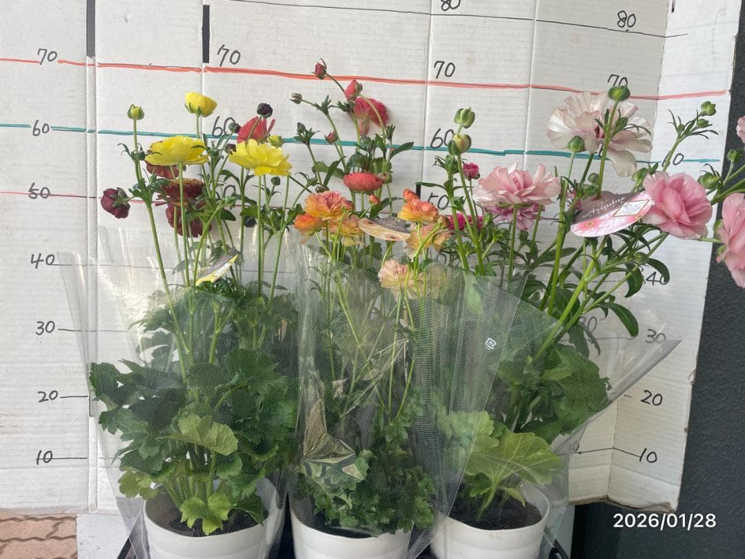 早い者勝ち　ラナンキュラス　ラックス　全6種類　　5号　　大苗