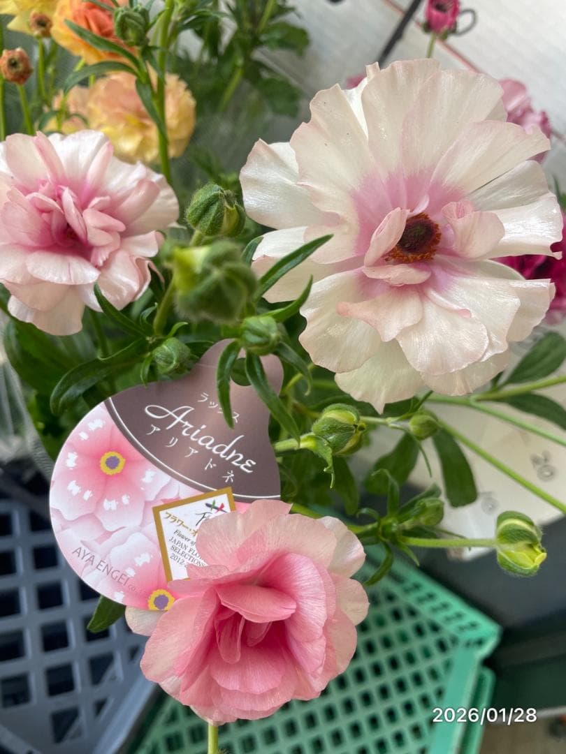 早い者勝ち　ラナンキュラス　ラックス　全6種類　　5号　　大苗