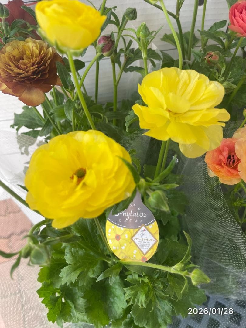 早い者勝ち　ラナンキュラス　ラックス　全6種類　　5号　　大苗