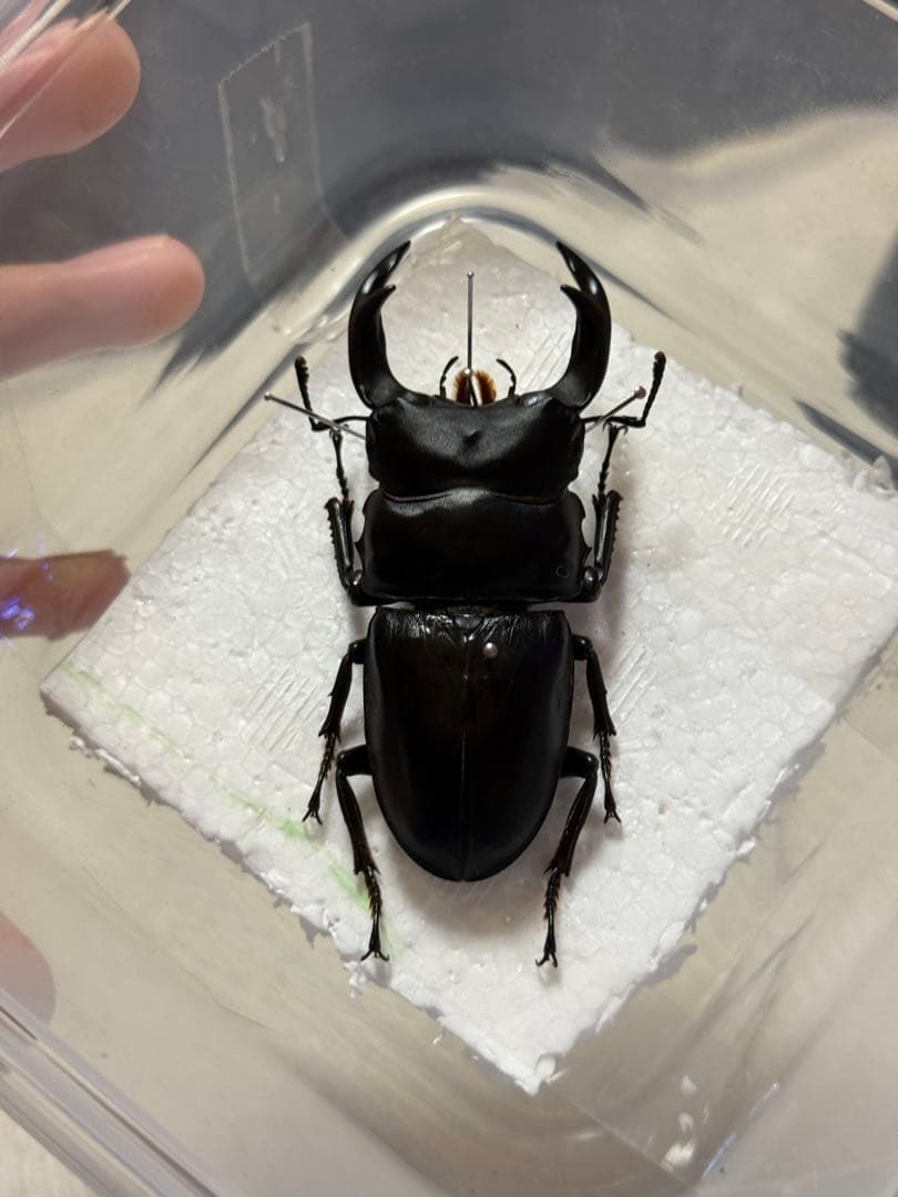 【野外品】滋賀県オオクワガタWD特大サイズ