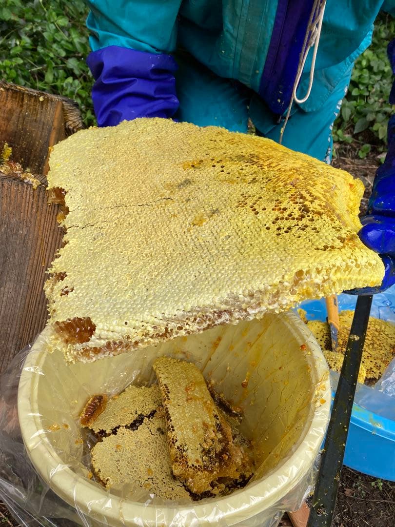 ニホンミツバチの巣蜜256g &はちみつ600g☆令和7年10月採り◆滋賀北部産