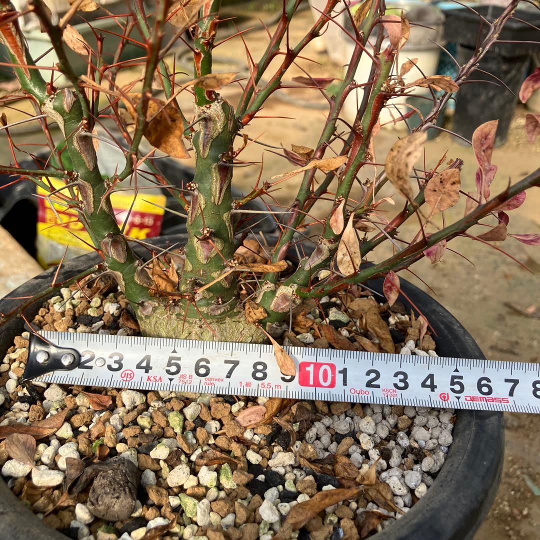 HIROフォークイエリア ファシクラータ