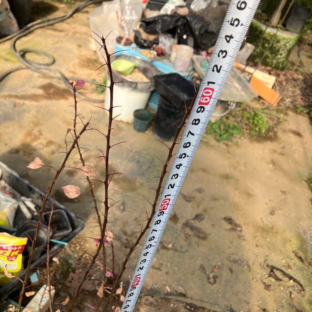 HIROフォークイエリア ファシクラータ