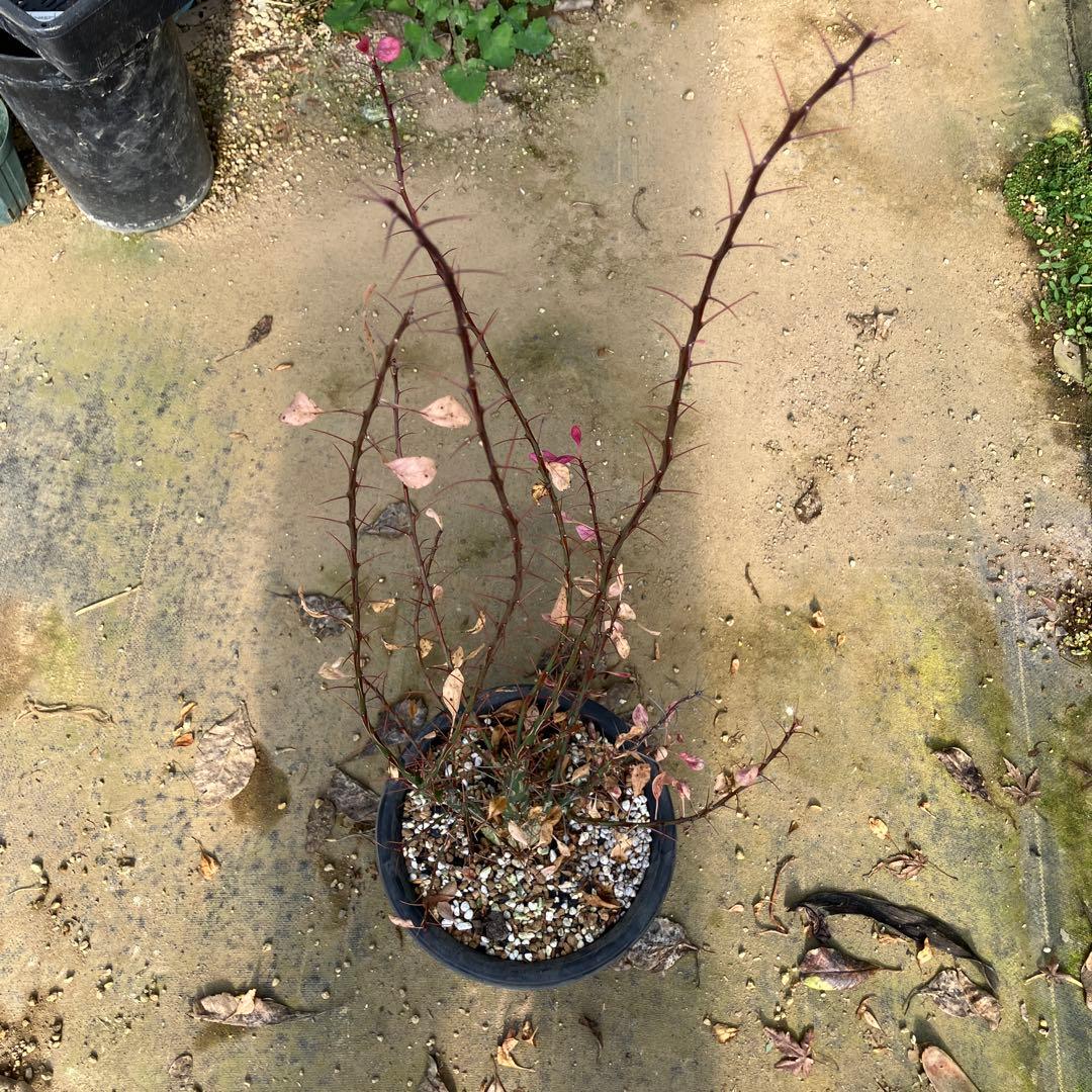 HIROフォークイエリア ファシクラータ