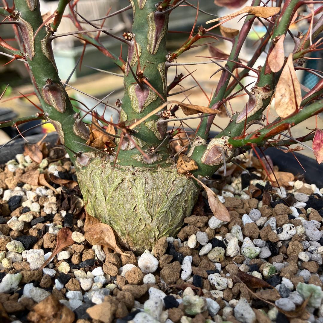 HIROフォークイエリア ファシクラータ