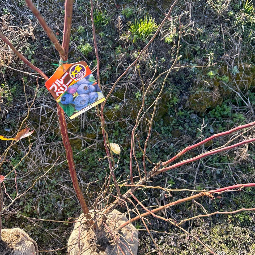 ご注文品　デライト＆コロンブス　ブルーベリー準大苗セット