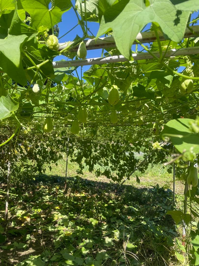 ハヤトウリ　17kg超　はやとうり　無農薬　隼人瓜