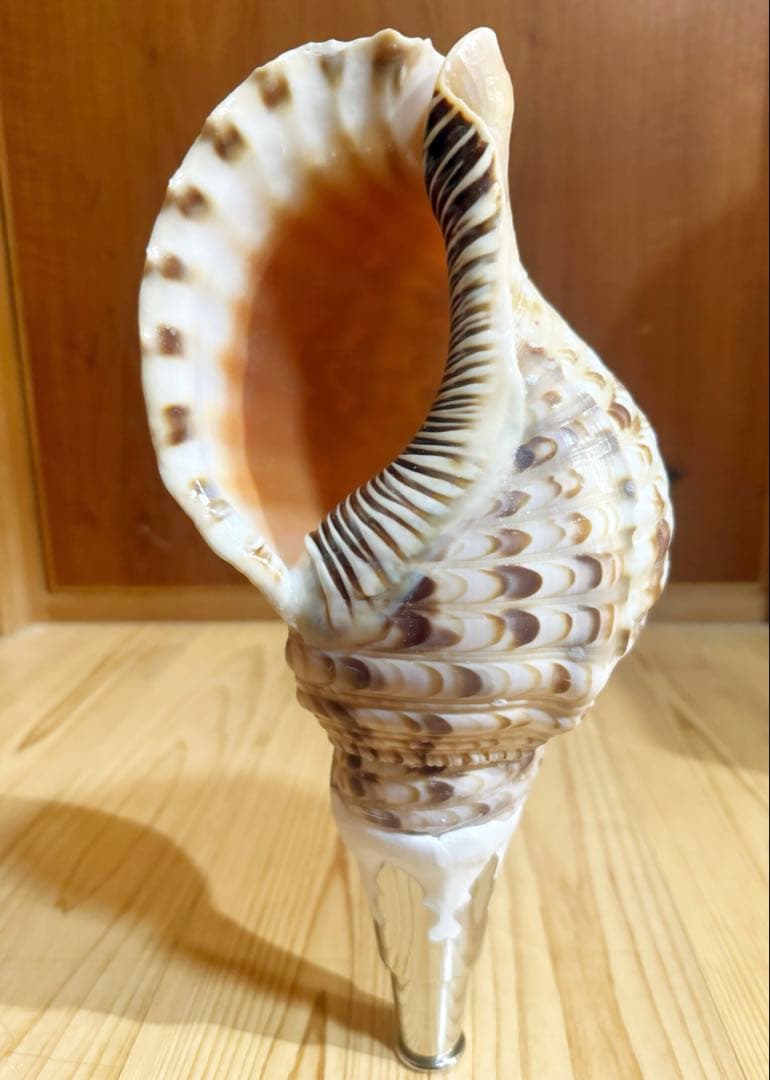 修験道法螺貝　山伏　熊よけ　密教　魔除け❣️ホラガイ　ほら貝