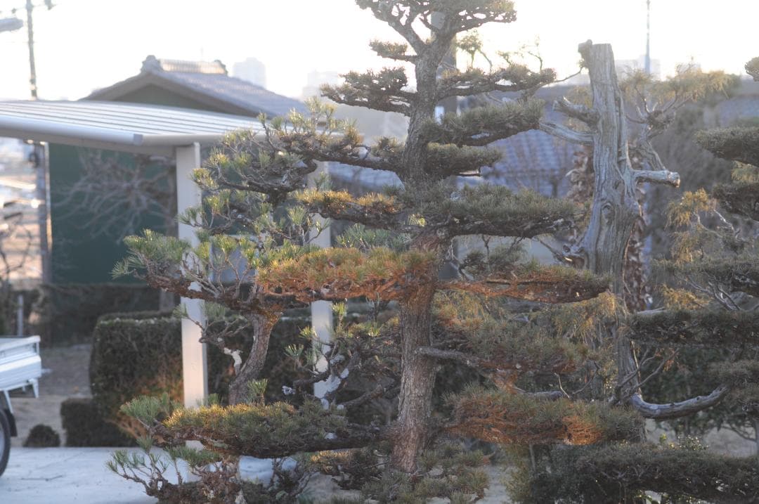 レンズ(単焦点) Nikon AF MICRO NIKKOR 105mm F2.8 #2874