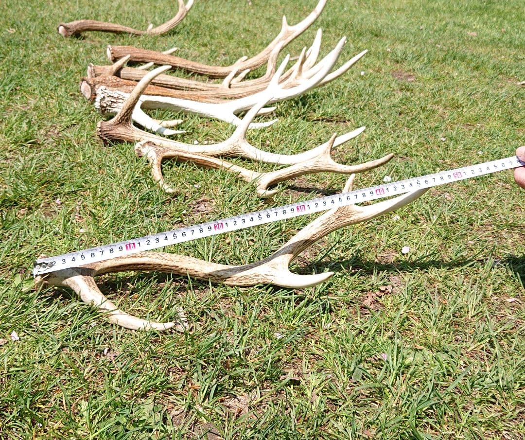北海道エゾシカ角9本