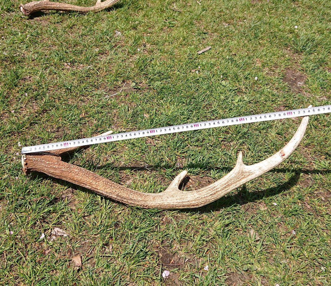 北海道エゾシカ角9本