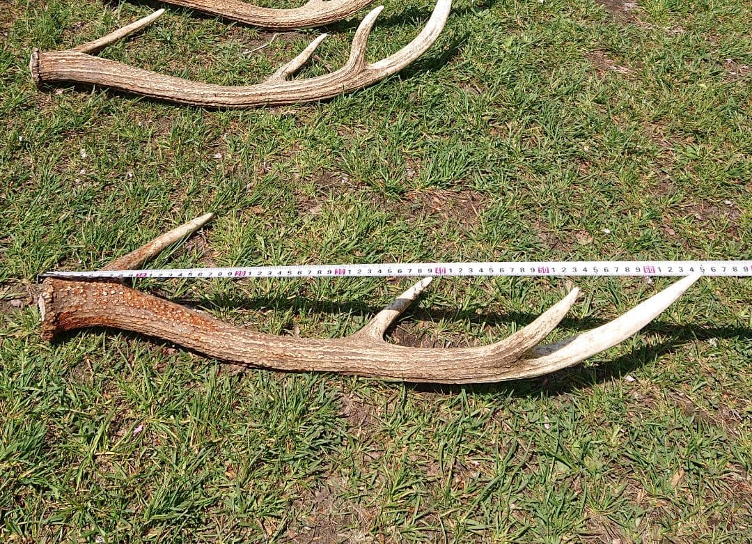 北海道エゾシカ角9本