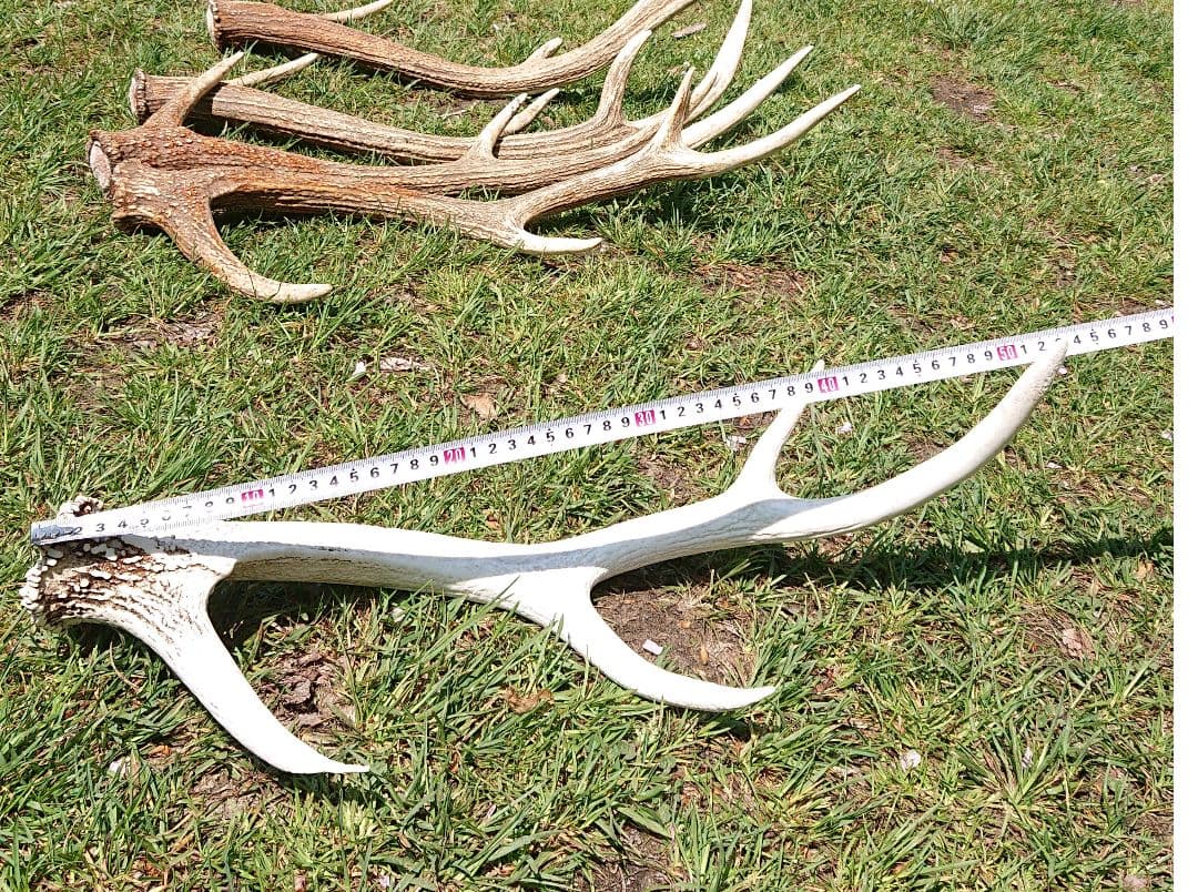 北海道エゾシカ角9本