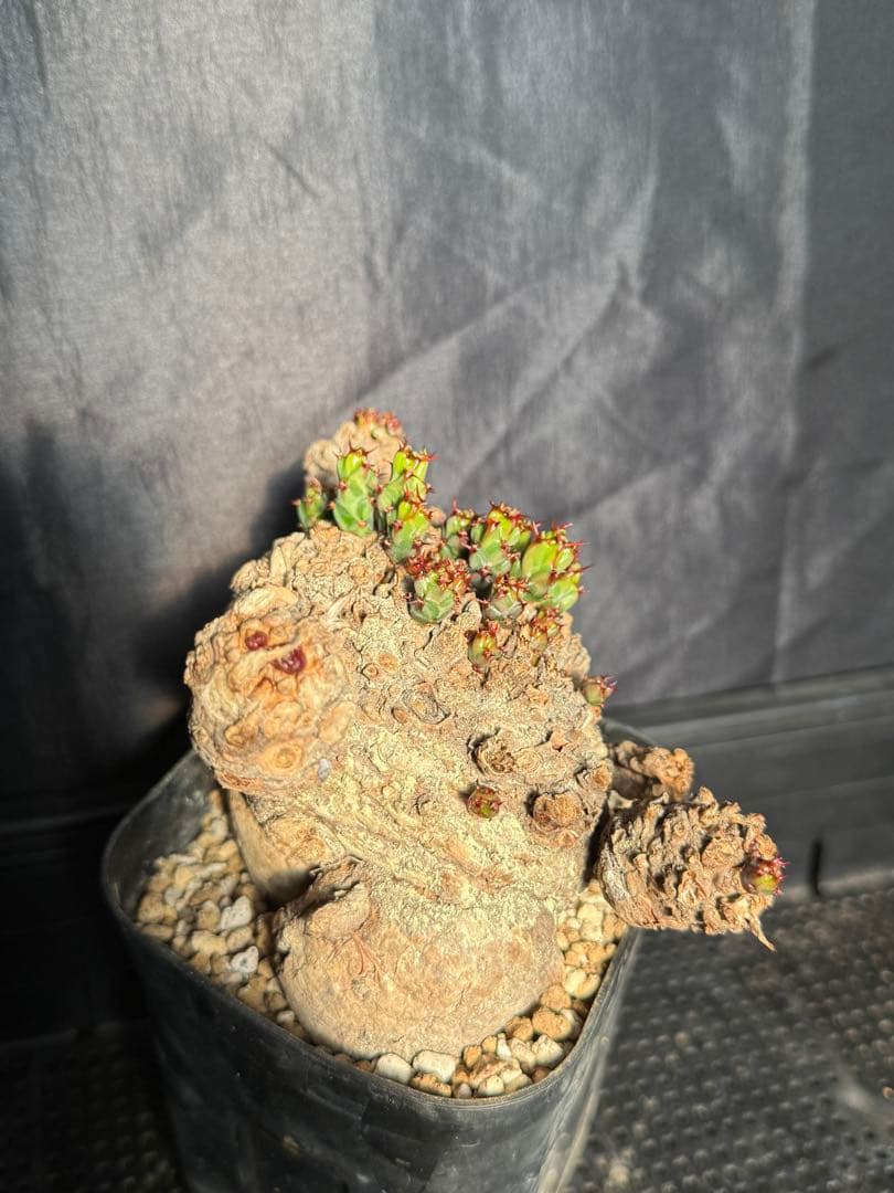 ②ユーフォルビア　クラビゲラ