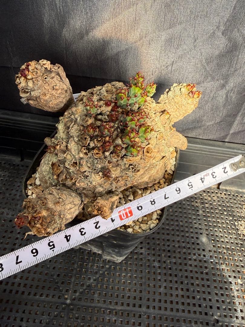 ②ユーフォルビア　クラビゲラ