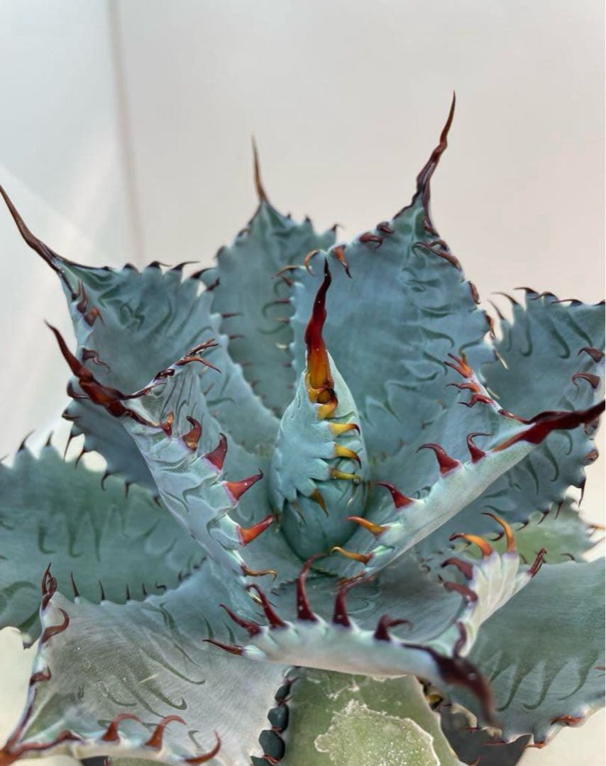 アガベ　ハイブリッド　甲蟹×屈原の舞扇　特選　 子株出品　活着株鉢ごとメルカリ便