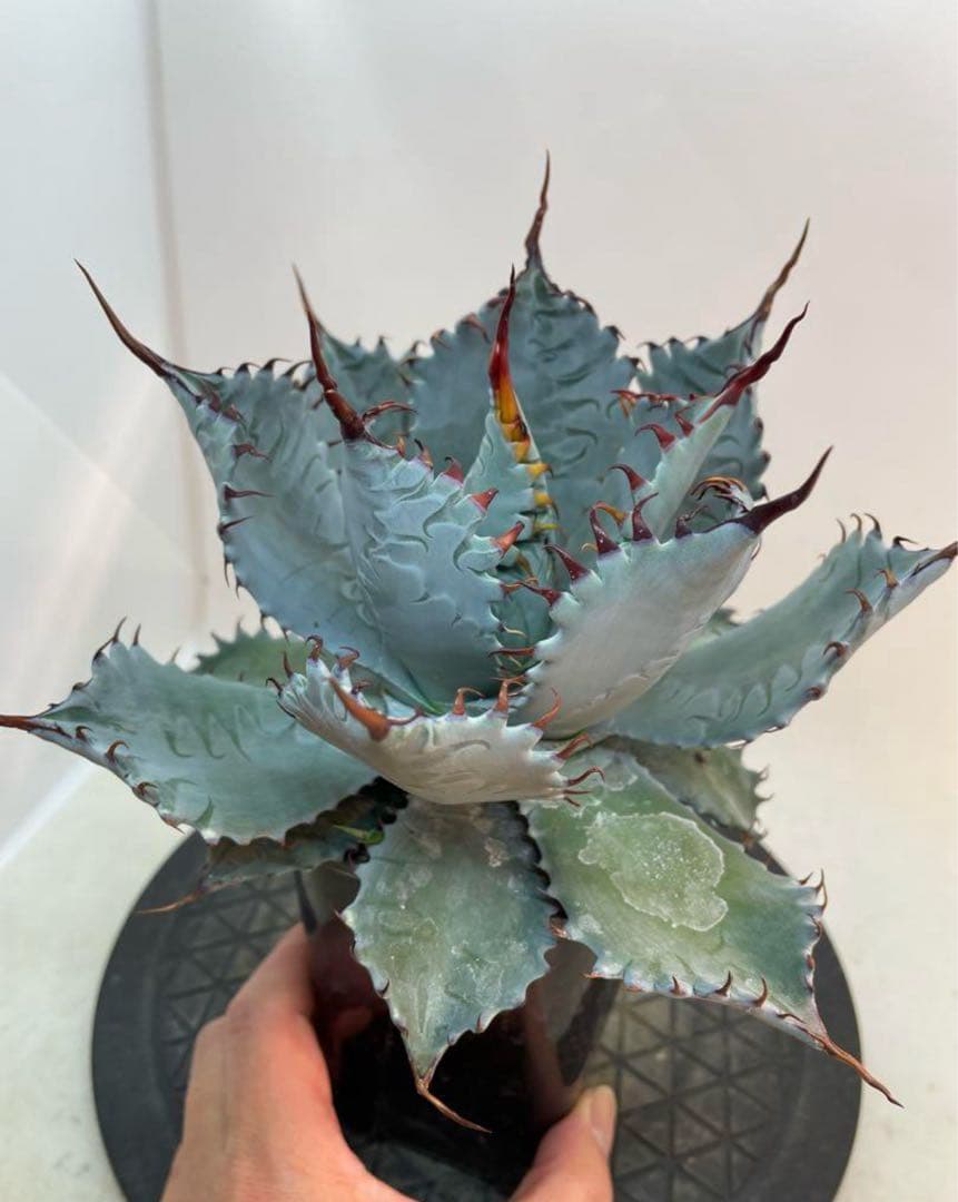 アガベ　ハイブリッド　甲蟹×屈原の舞扇　特選　 子株出品　活着株鉢ごとメルカリ便