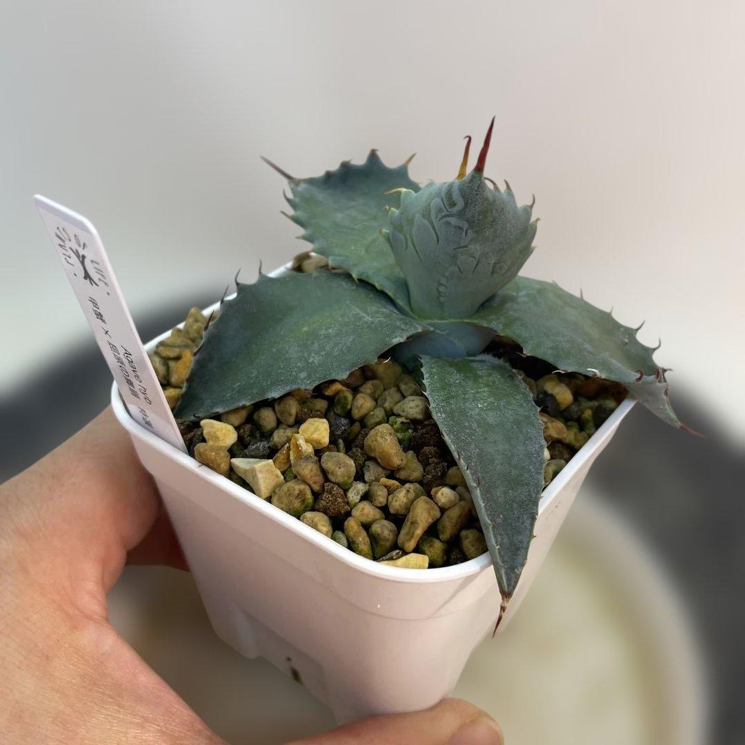 アガベ　ハイブリッド　甲蟹×屈原の舞扇　特選　 子株出品　活着株鉢ごとメルカリ便