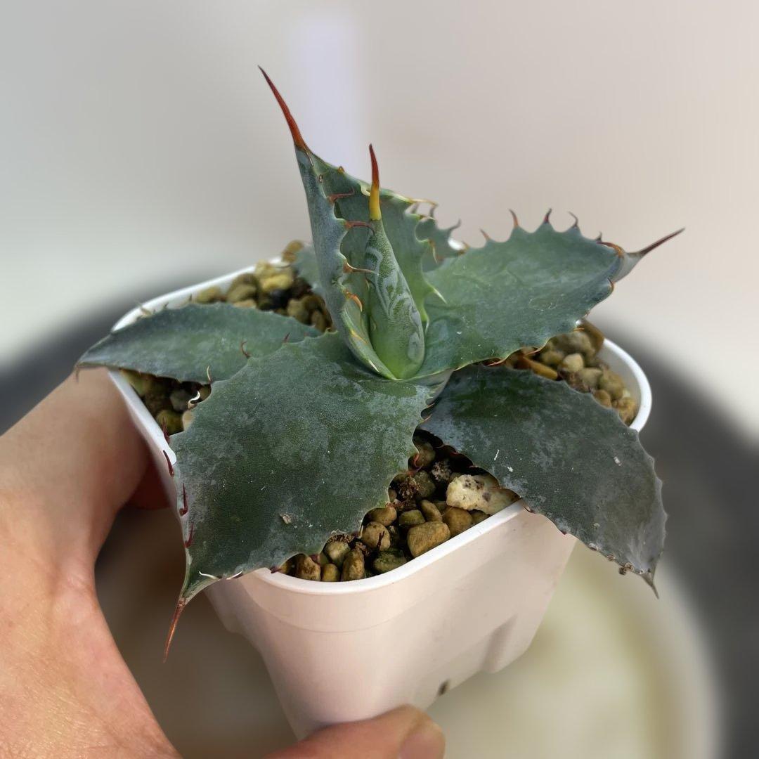 アガベ　ハイブリッド　甲蟹×屈原の舞扇　特選　 子株出品　活着株鉢ごとメルカリ便