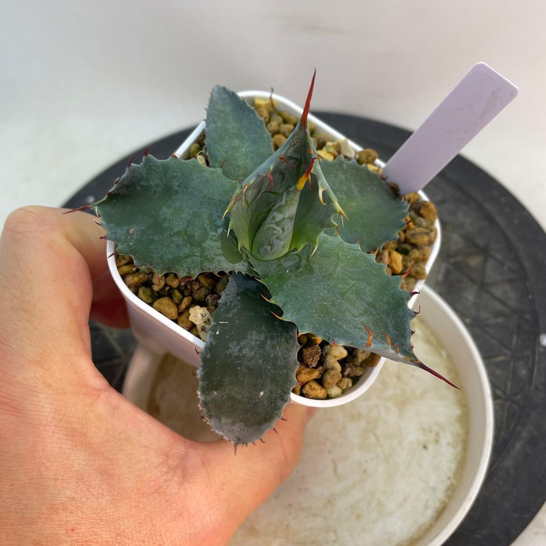 アガベ　ハイブリッド　甲蟹×屈原の舞扇　特選　 子株出品　活着株鉢ごとメルカリ便