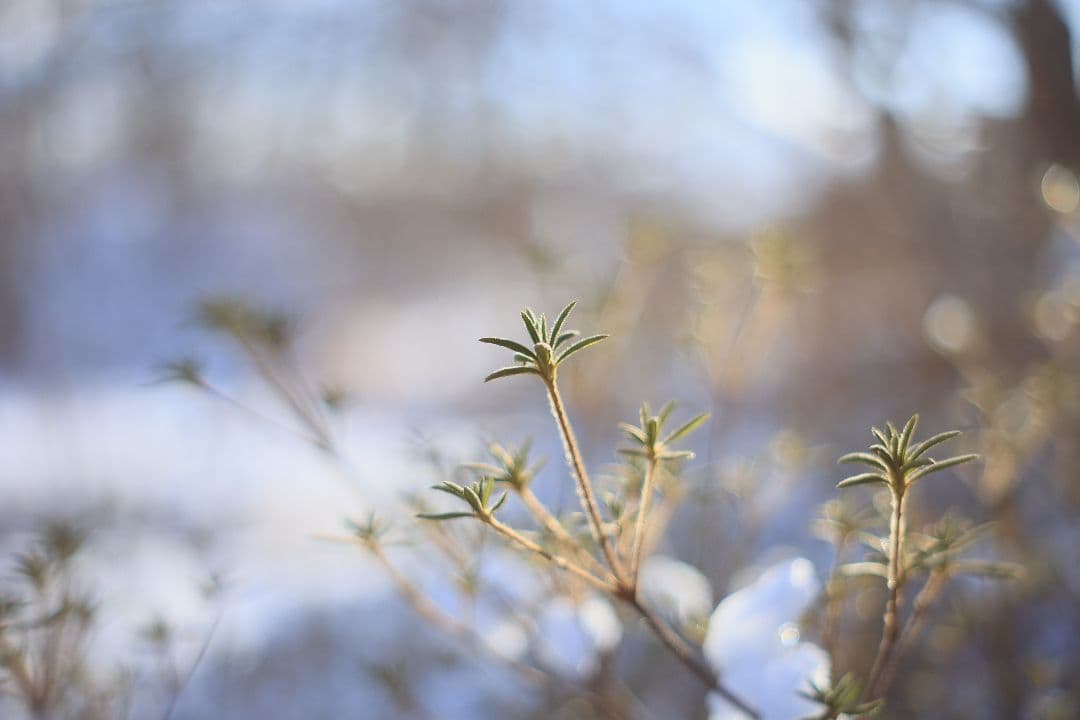 Super-Takumar 55mm F1.8 後期型 S/N：2094122
