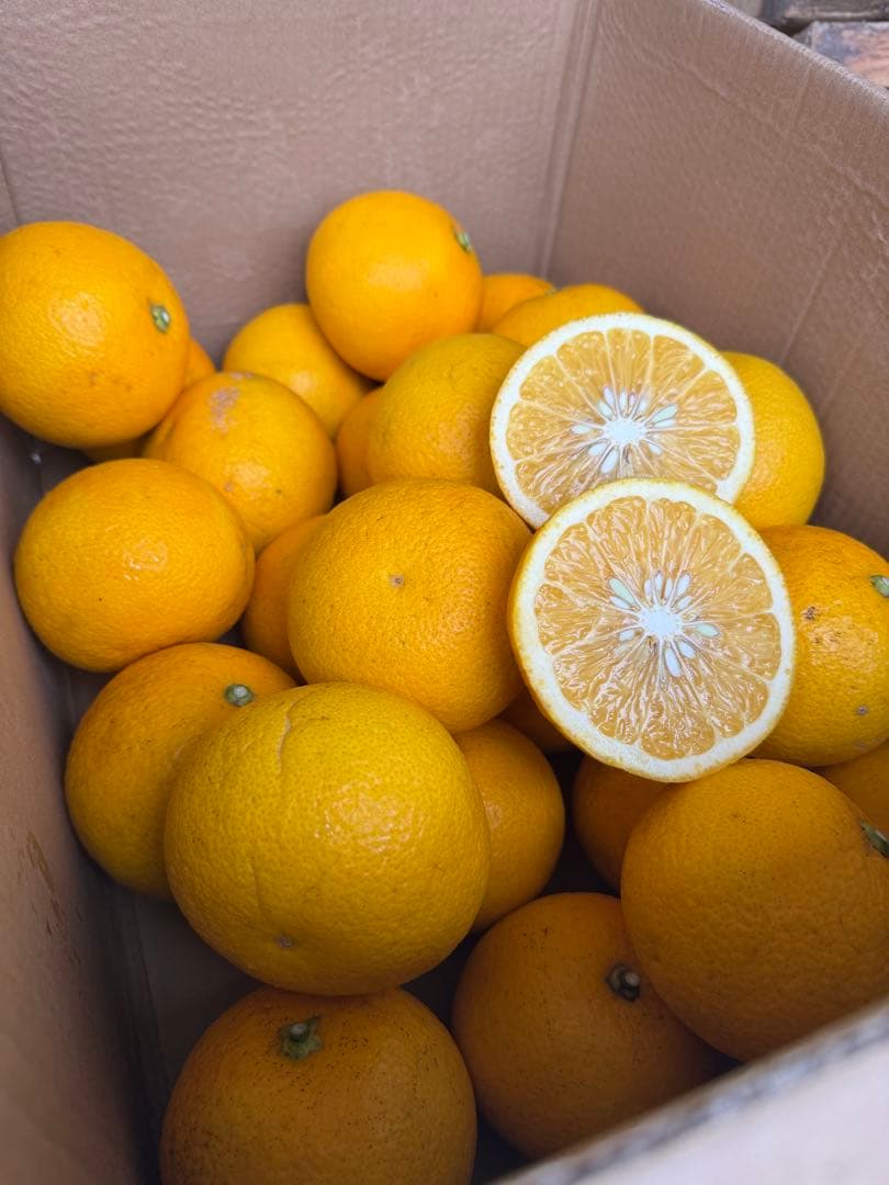 No.17【JUICY様】甘夏みかん 農薬不使用 27㎏ 静岡産、【日曜日発送】