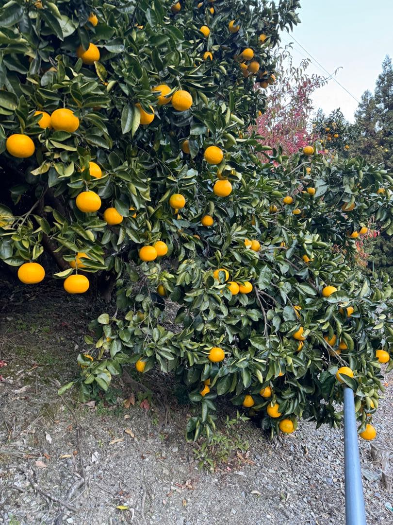 No.17【JUICY様】甘夏みかん 農薬不使用 27㎏ 静岡産、【日曜日発送】