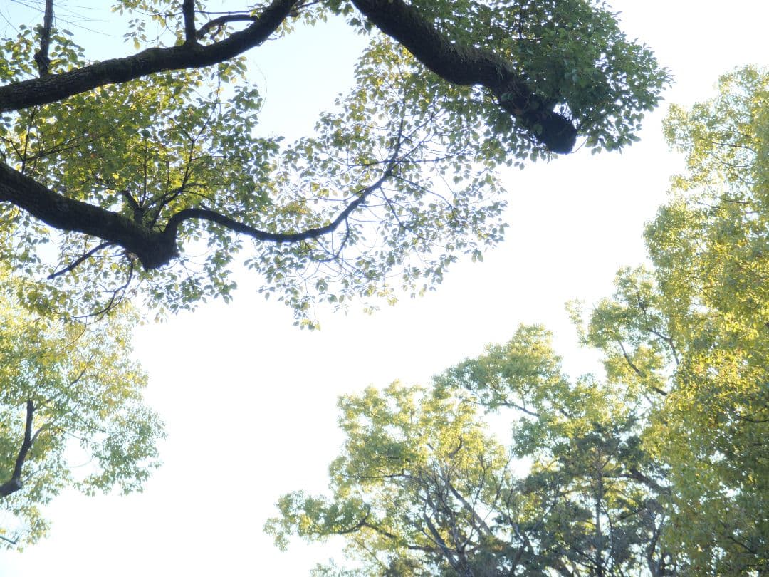 【美品】富士フイルム fujifilm x20