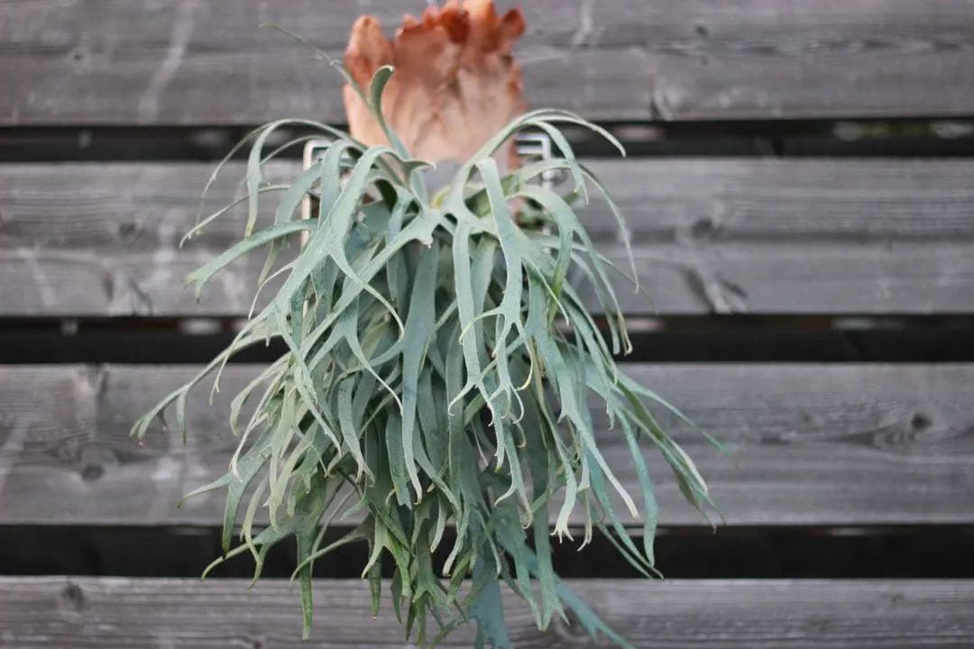 P.willinckii cv. Sailor Saturn 子株　ビカクシダ