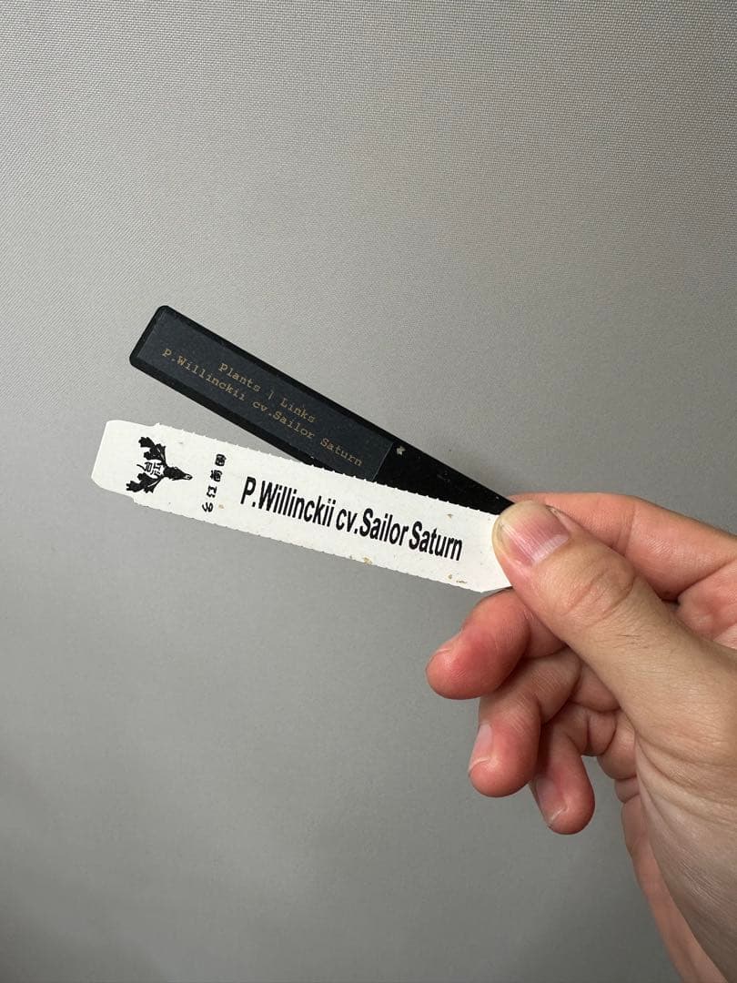 P.willinckii cv. Sailor Saturn 子株　ビカクシダ