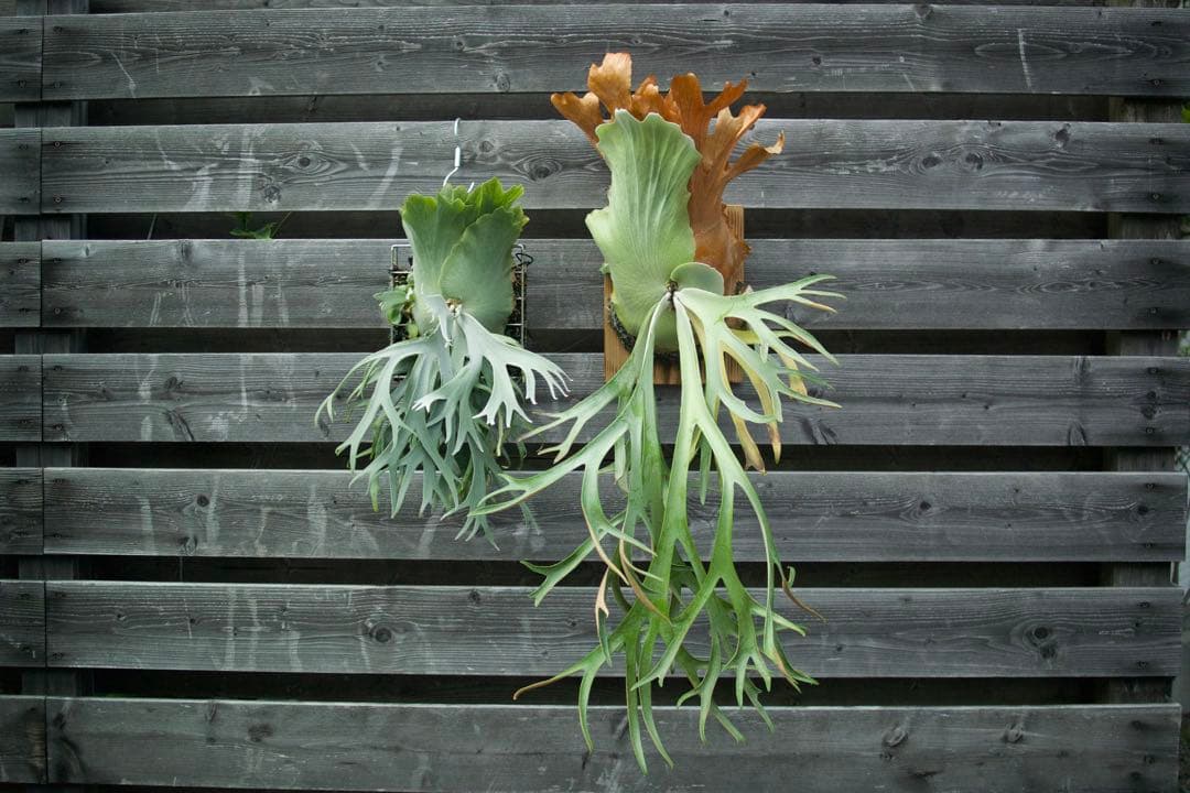 P.willinckii cv. Sailor Saturn 子株　ビカクシダ