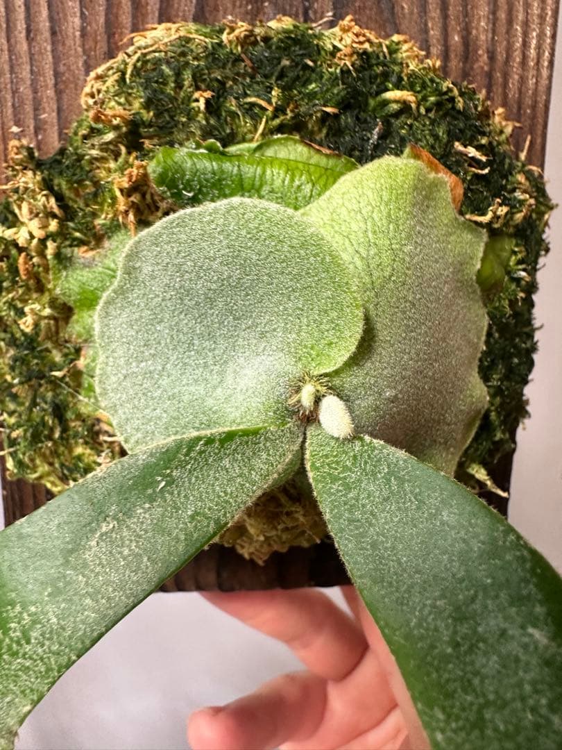 P.willinckii cv. Sailor Saturn 子株　ビカクシダ