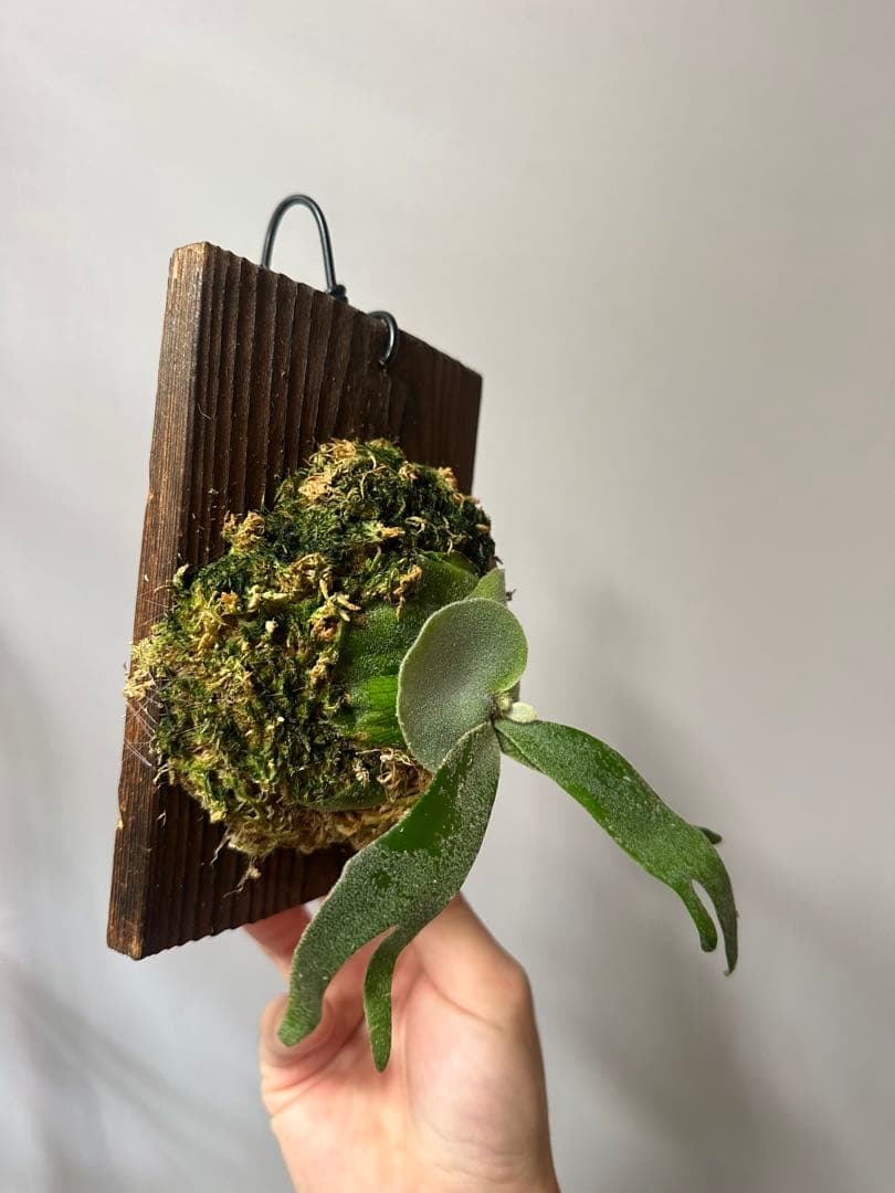 P.willinckii cv. Sailor Saturn 子株　ビカクシダ