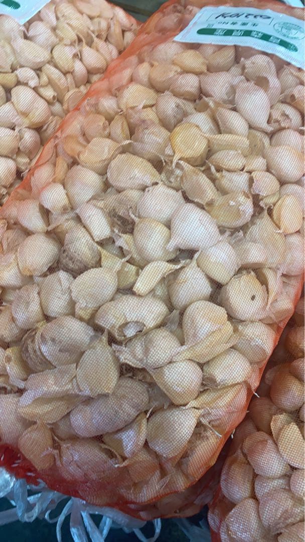 新物　青森県バラにんにく5KgML タネ