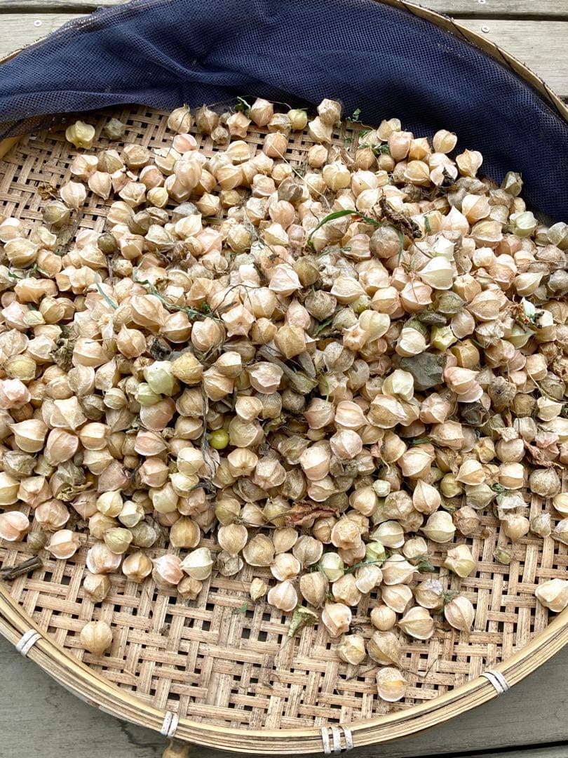 専用出品です　食用ほおずきトマチロコサックパイナップル2kg