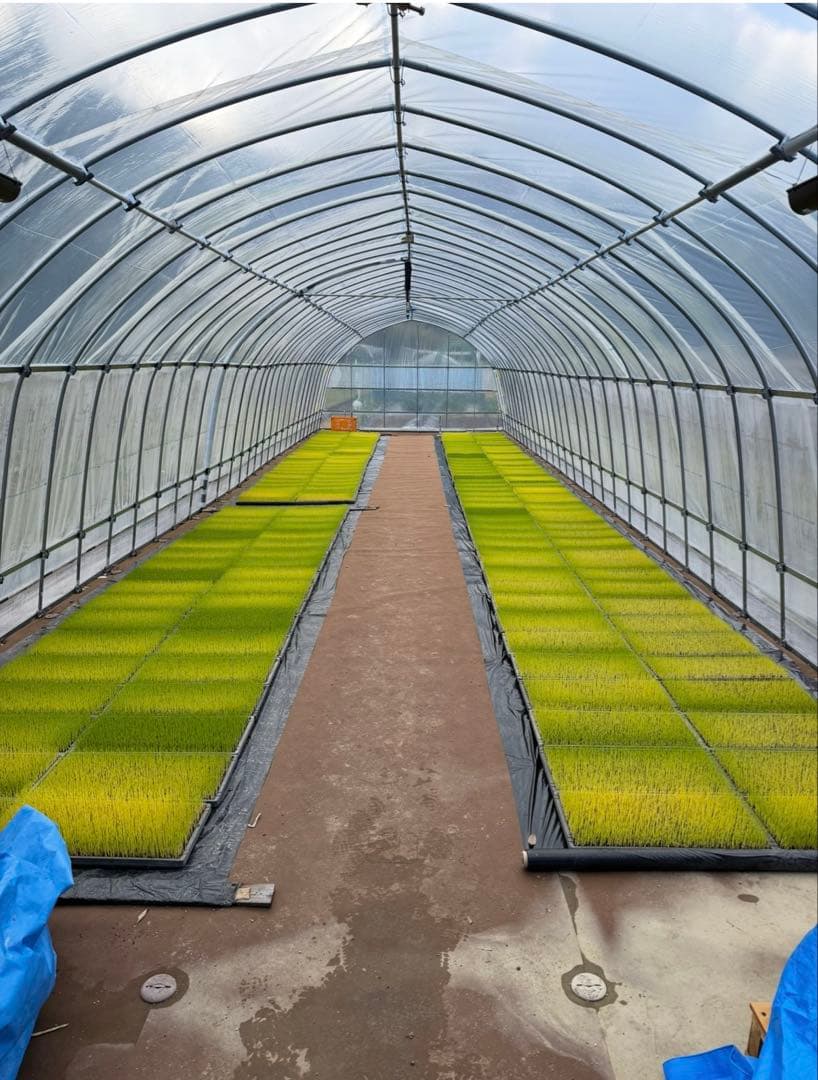 令和7年度愛媛県産コシヒカリ10k 有機肥料で作ったお米　 プレミアム(一等米)