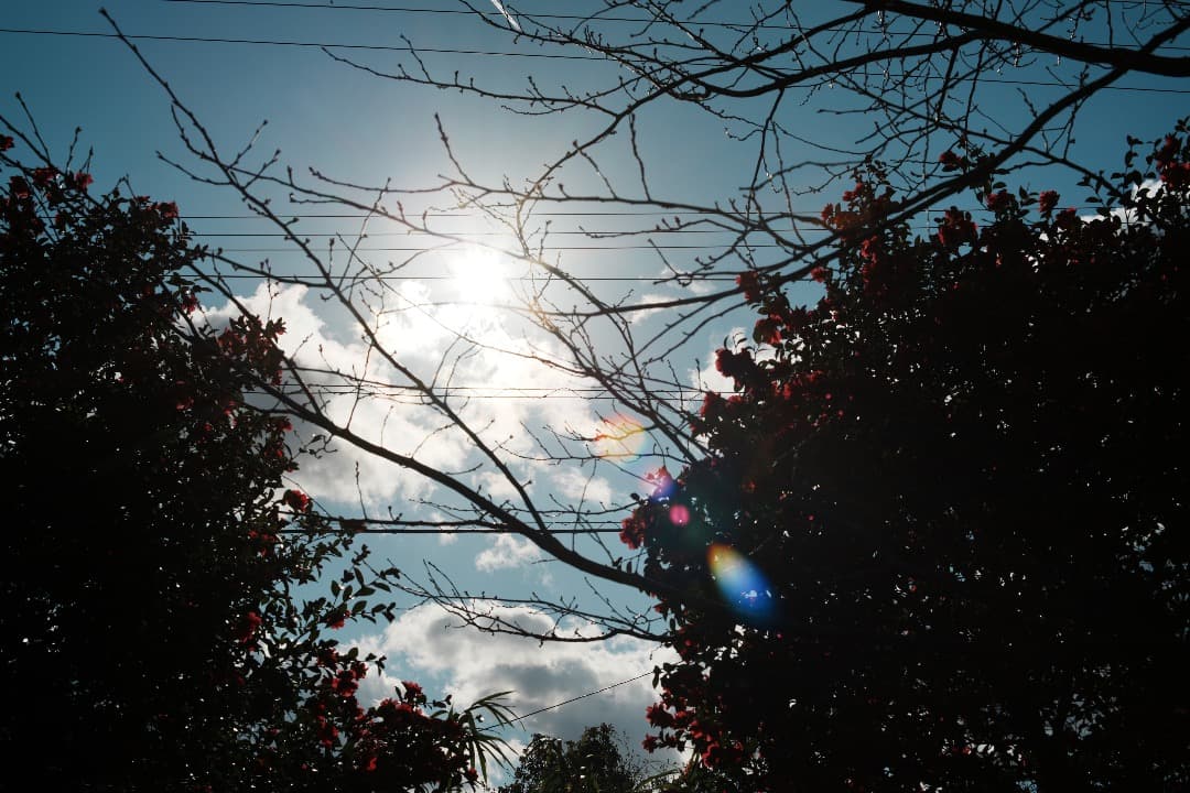 Olympus G.Zuiko auto 50mm F1.2 オリンパス 808