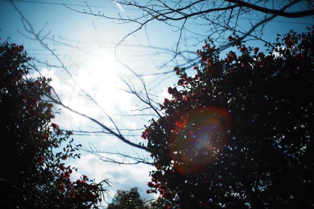 Olympus G.Zuiko auto 50mm F1.2 オリンパス 808