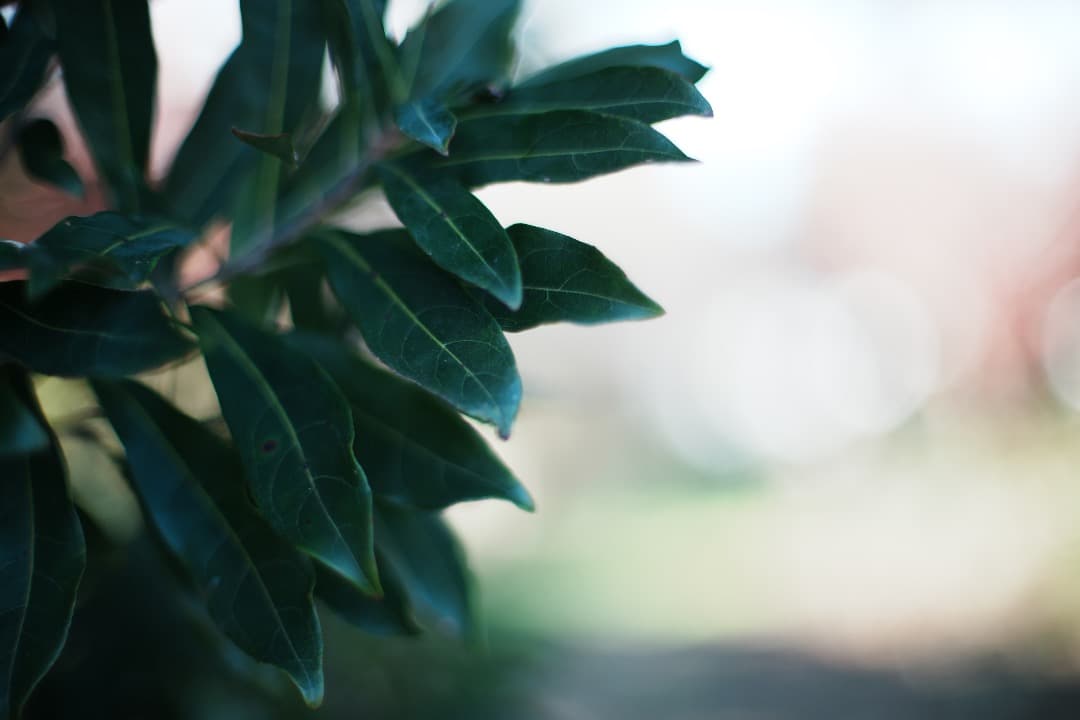 Olympus G.Zuiko auto 50mm F1.2 オリンパス 808